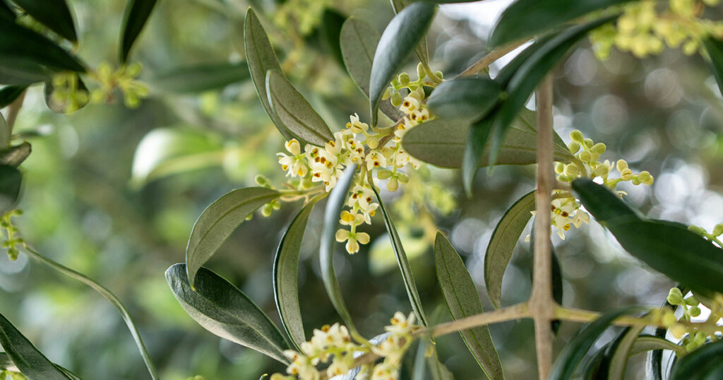 Discover the charm of the olive blossom at MARE OLEUM