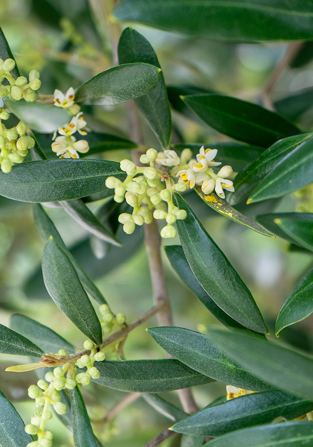 Flower buds and olive blossoms.